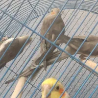 عروس هلندی سینامون کارداده