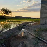 سگ پاکوتاه تربیت شده