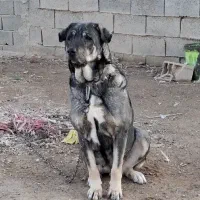 پژدر