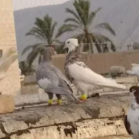 ده تا شهری بهبهانی جلو مشتری هوا میکنم