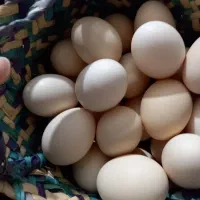 تخم مرغ نطفه دار و تخم مرغ محلی