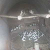 کفتر