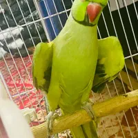 ملنگوی فوق مست آماده