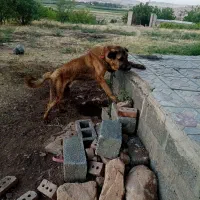 سگ سرابی