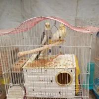 جفت عروس هلندی مولد