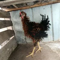 مرغ خروس زینتی
