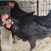 فروش خروس سیاه