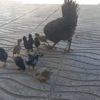 مرغ و جوجه گلین