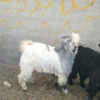 بز کره دار.