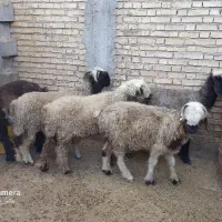 ۴‌ راس‌ کوه‌ داشتی‌ هم‌ داشتی‌ هم‌ کشتی