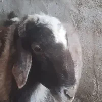 فروش یک عدد بره