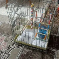 قفس عروس هلندی