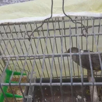 سهره قناری