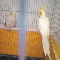 یک جفت عروس هلندی