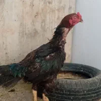مرغ خروس لاری