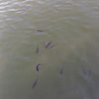 ماهی قرمز و تزینی خوشگل ۳۰۰ میدم ۳ میلیون