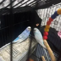 مرغ عشق نر .مست مست