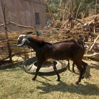 نری بزرگ چاق چاق مناسب کشتن نذر و داشتی