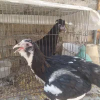 تعدادی مرغ و خروس دم تخم گلین اصل
