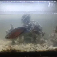 اکواریوم بدون ماهی