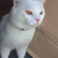 گربه ی پرشین باهوش و اروم