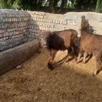 ۱۶۵۰۰۰۰۰۰|حیوانات مزرعه|شهریار, شهرک امیریه|دیوار
