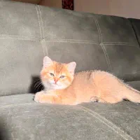 بریتیش گلد شورت هیر چشم سبز