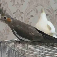 جوجه عروس هلندی