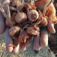 پیاز درجه یک تربت جام.پایین جام