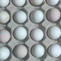 تخم مرغ کلین  نطفه دار