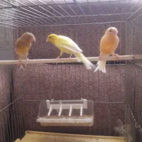 سه تا جوجه قناری نر ریزه خون کاملا سلامت وبه شرط