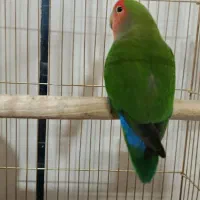 طوطی برزیلی نر ماده آماده تخم گذاری
