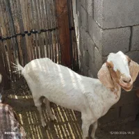 گوسفند