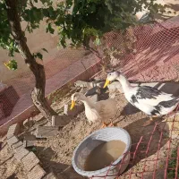 اردک