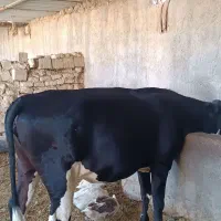 گوساله چاق وچله روستا