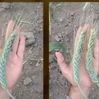 محصولت رو چند برابر کن