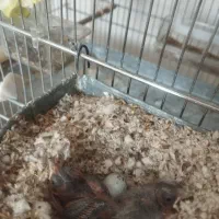 جوجه سهره قناری