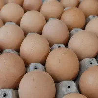 فروش و توزیع تخم مرغ