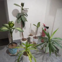 ۶عدد گل و گلدان طبیعی
