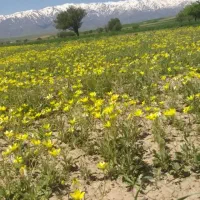 باغبانی
