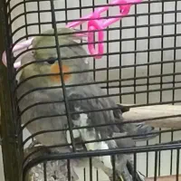 جوجه عروس هلندی دستی ۳ماهه