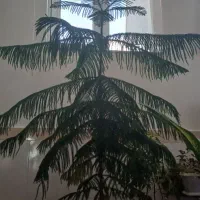 یک گل کاج به فروش می رسد