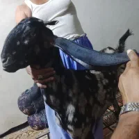 بز پنجاب اصل