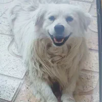 معاوضه
