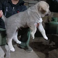 توله عراقی پژدرسرابی