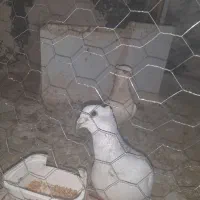 کفتر|پرنده|مشهد, فرودگاه|دیوار