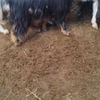 بزغاله ماده