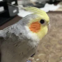 عروس هلندی نر سخنگو رام و دستی همراه با قفس بزرگ