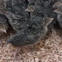 جوجه بوقلمون ۳۷ و ۴۵ روزه برنز سینه پهن v1