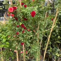 انواع رز رونده معطر ساناز رونده نسترن رونده